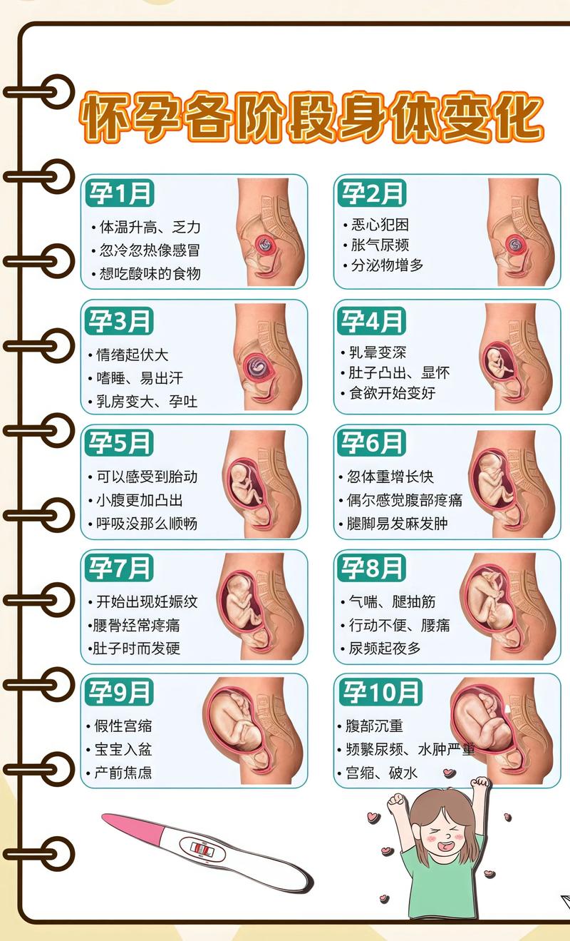 揭秘供卵代孕妈妈怀孕小腹分两节，孕期变化的奥秘天门代生机构: